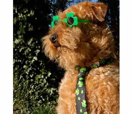 dog wearing glasses